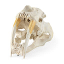 Mercana Fozzil 9" x 9.1" x 15" Decorative Object
