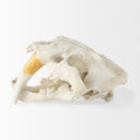 Mercana Fozzil 9" x 9.1" x 15" Decorative Object