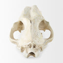 Mercana Fozzil 9" x 9.1" x 15" Decorative Object